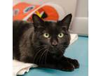 Adopt Briar (bonded To Veronica) a Domestic Short Hair