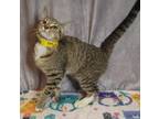 Adopt Hillary a Gray or Blue Domestic Shorthair / Domestic Shorthair / Mixed