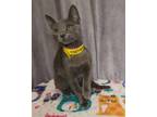 Adopt Britta a Gray or Blue Domestic Shorthair / Domestic Shorthair / Mixed cat
