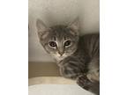 Adopt Elizabeth a Gray or Blue Domestic Shorthair / Domestic Shorthair / Mixed