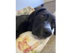 Adopt Zelda a Black - with White Labrador Retriever / Mutt / Mixed dog in Rome