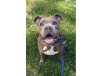Adopt Button 67 a Gray/Blue/Silver/Salt & Pepper American Pit Bull Terrier /