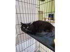 Adopt Rambo a Domestic Shorthair cat in Alvin, TX (38919773)