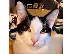 Adopt Dash a White Domestic Shorthair / Mixed cat in Houston, TX (38631822)