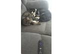 Adopt Micky a Gray or Blue Tabby / Mixed (medium coat) cat in Oakland Park
