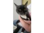 Adopt Gibs a Black & White or Tuxedo Domestic Shorthair (short coat) cat in