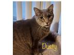 Adopt Dusty a White (Mostly) Domestic Mediumhair (medium coat) cat in Pocatello