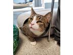 Adopt Squirt a Brown or Chocolate Domestic Shorthair / Domestic Shorthair /