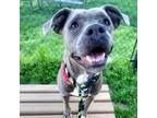 Adopt Lily of the Valley a Pit Bull Terrier