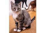 Adopt Penelope a Gray or Blue Domestic Shorthair / Mixed Breed (Medium) / Mixed