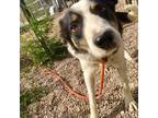 Adopt Chief a Border Collie / Mixed dog in Heber, UT (38910773)