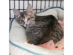 Adopt Boo a Domestic Shorthair / Mixed (short coat) cat in Ewing, NJ (38715428)