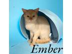 Adopt Ember a Domestic Shorthair / Mixed (short coat) cat in Springfield