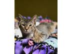 Adopt Jezebel a Brown or Chocolate Domestic Shorthair / Domestic Shorthair /