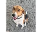 Adopt Cooper a Tricolor (Tan/Brown & Black & White) Treeing Walker Coonhound /