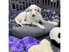 Adopt Mahtzi a White - with Tan, Yellow or Fawn Labrador Retriever / Foxhound /