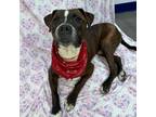 Adopt Bosco a Brindle Boxer / Mixed dog in Show Low, AZ (38898735)