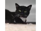 Adopt Abel a All Black Domestic Shorthair / Mixed cat in Carroll, IA (38920779)
