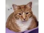 Adopt Drake a Orange or Red Domestic Shorthair / Mixed cat in Carroll