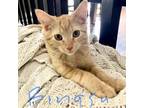 Adopt Bingsu a Orange or Red Domestic Shorthair / Mixed cat in West Des Moines
