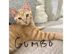 Adopt Gumbo a Orange or Red Domestic Shorthair / Mixed cat in West Des Moines