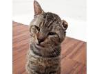 Adopt El Macho Gato a Brown or Chocolate Domestic Shorthair / Mixed cat in