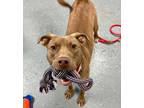 Adopt Roy a American Pit Bull Terrier / Mixed Breed (Medium) / Mixed dog in