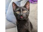 Adopt Dela a All Black Domestic Shorthair / Mixed cat in Starkville