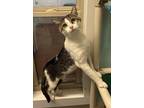 Adopt Elsan a White (Mostly) Domestic Shorthair (short coat) cat in Jackson