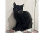 Adopt Dexter a All Black Domestic Longhair / Mixed cat in Livingston