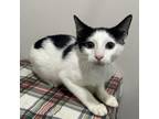 Adopt Daxton a All Black Domestic Mediumhair / Mixed cat in Livingston