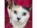 Adopt Pippi a Calico or Dilute Calico Domestic Shorthair / Mixed cat in Kanab