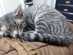 Adopt Benvolio a Brown Tabby Domestic Shorthair / Mixed cat in Greenacres