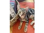 Adopt Bojack a Gray, Blue or Silver Tabby Domestic Shorthair cat in New York