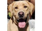 Adopt Dexter a Tan/Yellow/Fawn Labrador Retriever dog in Atlanta, GA (38843345)