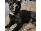 Adopt Mazie (bonded with Mabel) a All Black Domestic Shorthair / Domestic