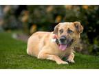Adopt Nelly Mary a Tan/Yellow/Fawn Rhodesian Ridgeback / German Shepherd Dog /
