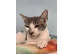 Adopt Stuart a Domestic Shorthair (short coat) cat in Fort Walton Beach