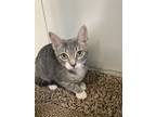 Adopt Mewbacca a Gray, Blue or Silver Tabby Domestic Shorthair (short coat) cat