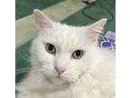 Adopt Lambert a White Domestic Shorthair / Mixed cat in Aurora, CO (38634612)