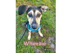 Adopt WHEEZIE a Tricolor (Tan/Brown & Black & White) Hound (Unknown Type) /