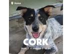 Adopt Cork a Gray/Silver/Salt & Pepper - with Black Jindo / Mixed dog in Duluth