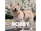 Adopt Dobby a Tan/Yellow/Fawn Terrier (Unknown Type, Medium) / Mixed dog in
