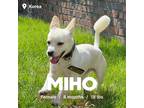 Adopt Miho a White Jindo / Spitz (Unknown Type, Small) / Mixed dog in Duluth