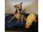 Adopt Padma Lakshmi a Mixed Breed