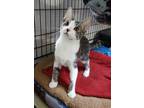 Adopt Olive a Gray or Blue Domestic Shorthair / Domestic Shorthair / Mixed cat
