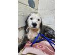 Adopt Giada de Laurentiis a Mixed Breed