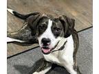 Adopt Charlie a Brindle Hound (Unknown Type) / Boxer dog in Acworth