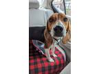 Adopt Barbara Corcoran a Beagle