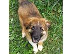 Adopt Pancakes a Tan/Yellow/Fawn Beagle / Great Pyrenees / Mixed dog in